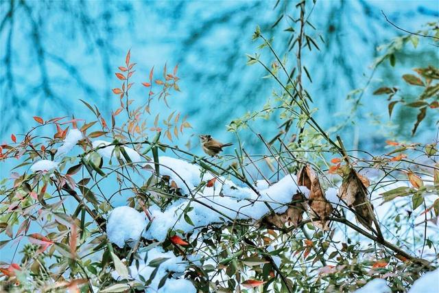 FB体育 FB体育平台天气预报：6号中雨中雪断崖式降温23年春节冷到哭？看农谚咋说(图14)