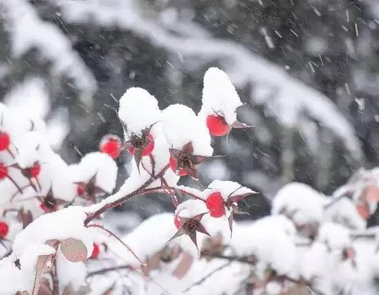 明天31号大范围FB体育 FB体育平台暴雪范围扩大2023年春节冻哭？农谚咋说(图2)