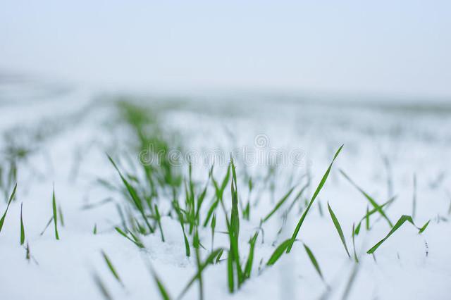 FB体育 FB体育平台天气预报：明日10号大范围雨雪气温骤降春节冻哭？看农谚咋说(图3)