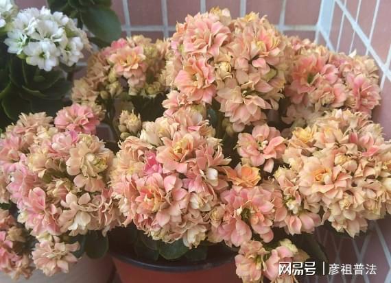 春节前后养长寿花把握住这4方面花色艳丽一波接一波FB体育 FB体育平台(图8)