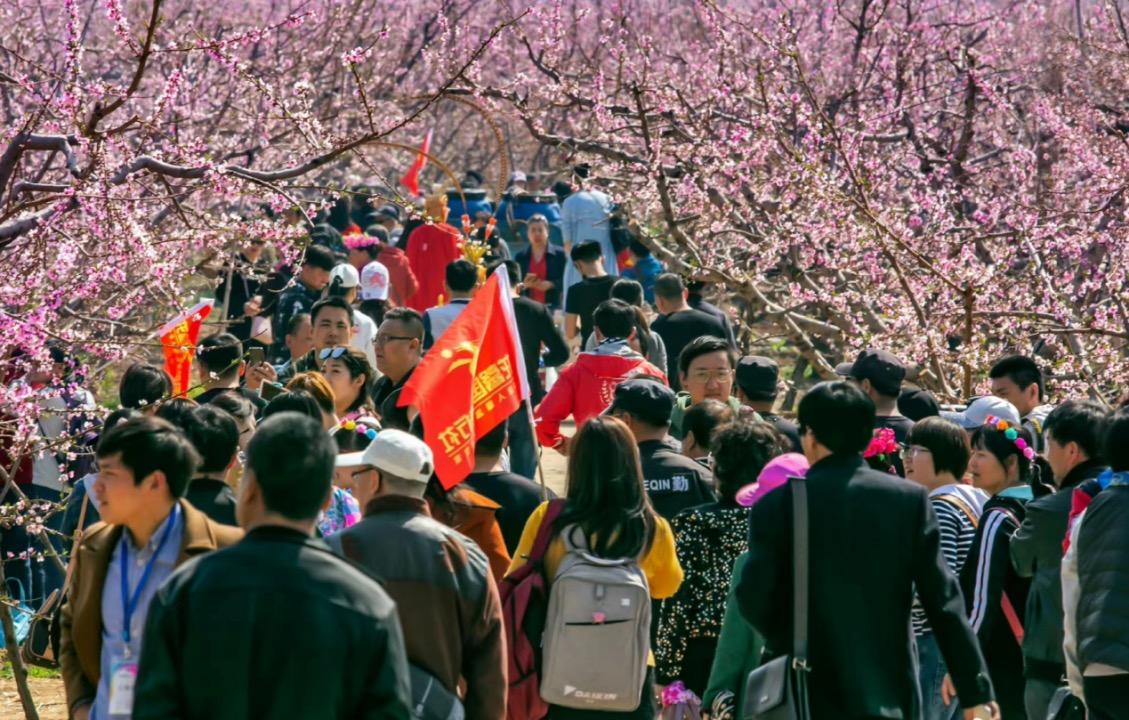 FB体育 FB体育平台赏花引爆美学经济数字引领田园旅游——第25届平谷国际桃花节(图1)