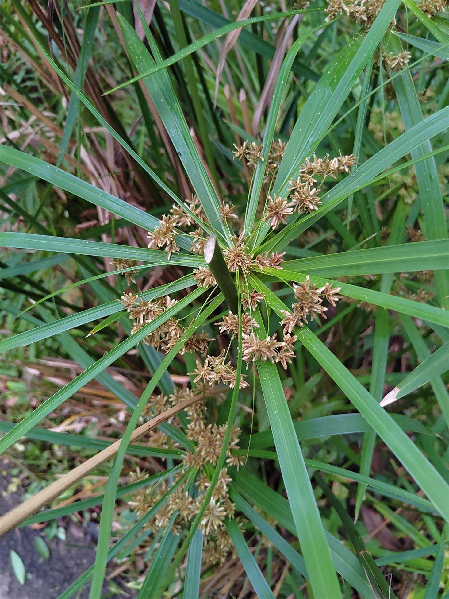 我FB体育 FB体育平台最喜欢的节日——春节(图2)