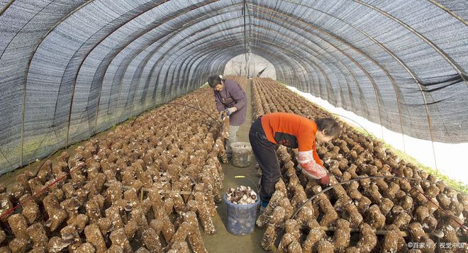 春节前新一轮“涨价潮”来袭这5种必备FB体育 FB体育平台年货菜赶紧囤起来！(图3)