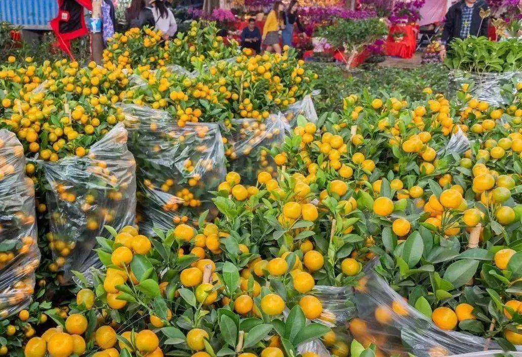 没花街还有这18个广东过年传统！你要的“年味”都在这了！FB体育 FB体育平台(图44)