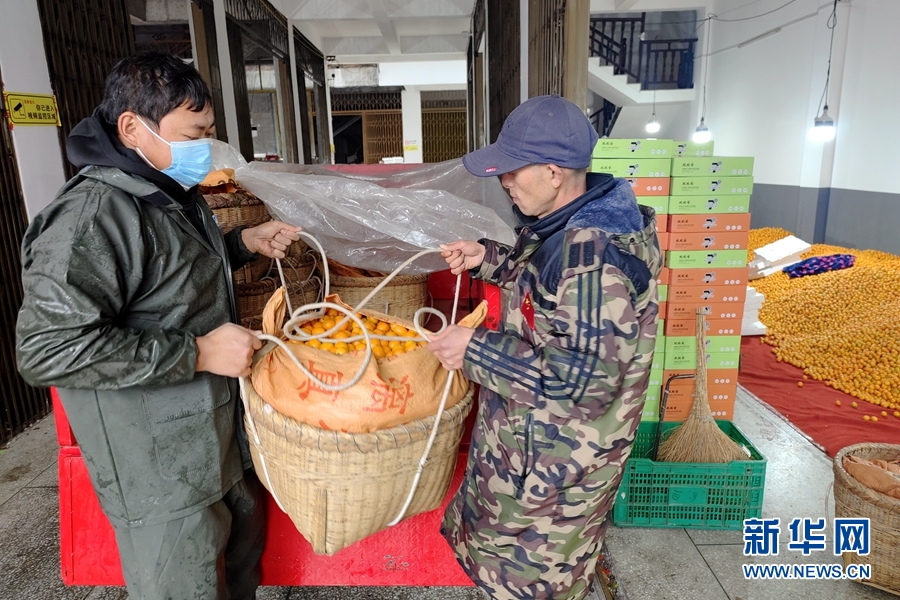 新春走FB体育 FB体育平台基层｜传统年货发挥抗疫新作用 小金桔节前走俏(图3)